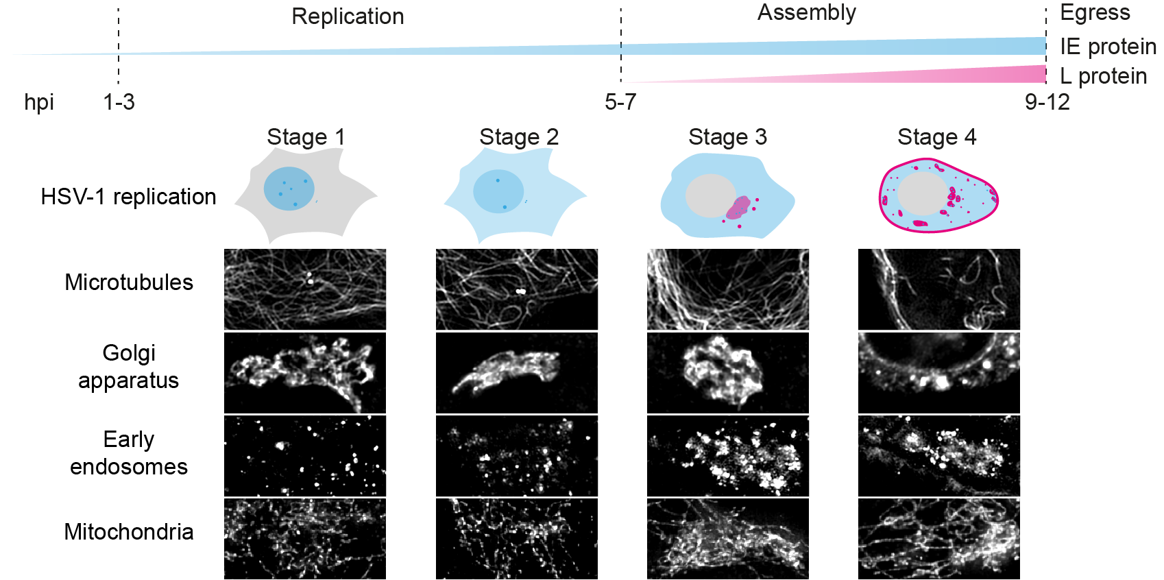 Fluorescent timestamping for the analysis of host cell remodelling during HSV-1 replication