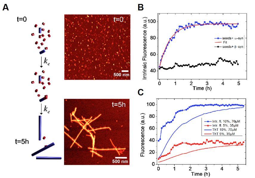 Intrinsic Fluorescence increase