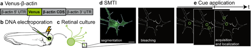 Single molecule translation imaging